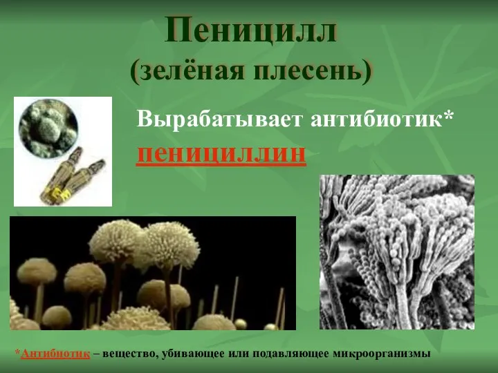 Пеницилл (зелёная плесень) Вырабатывает антибиотик* пенициллин *Антибиотик – вещество, убивающее или подавляющее микроорганизмы