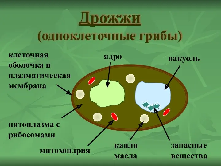 Дрожжи (одноклеточные грибы) ядро капля масла цитоплазма с рибосомами вакуоль