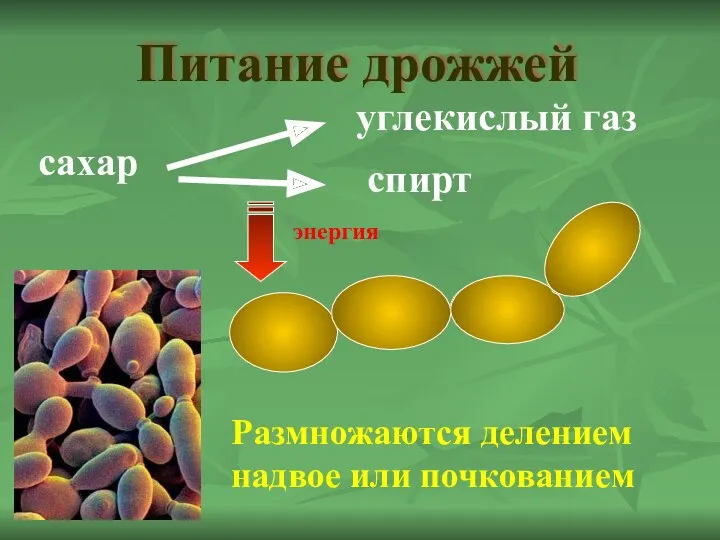 Питание дрожжей сахар углекислый газ спирт энергия Размножаются делением надвое или почкованием