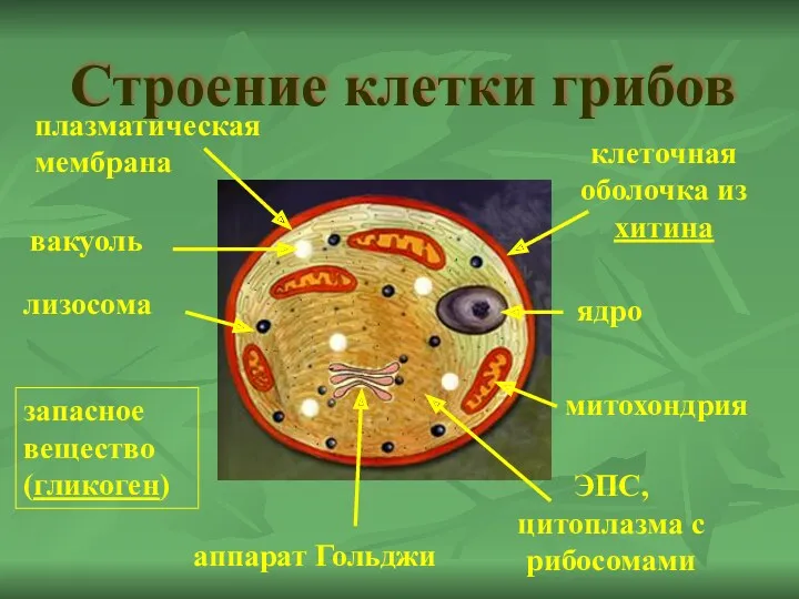 Строение клетки грибов ядро митохондрия аппарат Гольджи ЭПС, цитоплазма с