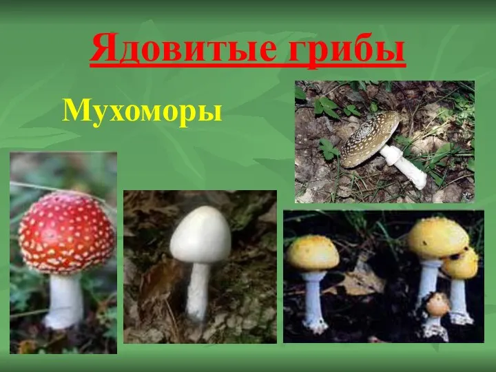 Ядовитые грибы Мухоморы