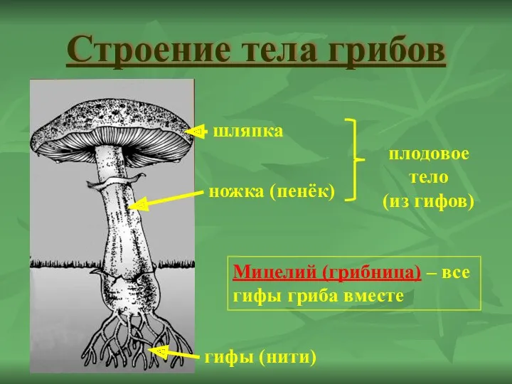 Строение тела грибов ножка (пенёк) шляпка гифы (нити) плодовое тело