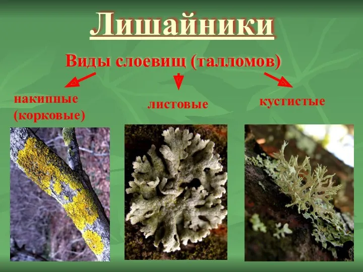 Лишайники Виды слоевищ (талломов) накипные (корковые) листовые кустистые