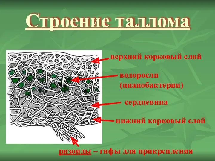 Строение таллома верхний корковый слой нижний корковый слой сердцевина водоросли (цианобактерии) ризоиды – гифы для прикрепления