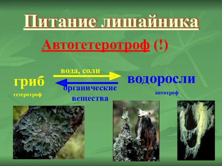 Питание лишайника Автогетеротроф (!) гриб водоросли вода, соли органические вещества гетеротроф автотроф