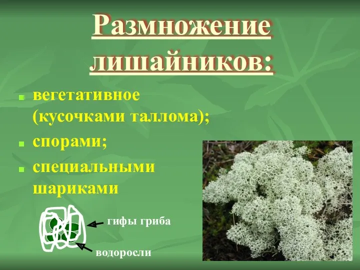 Размножение лишайников: вегетативное (кусочками таллома); спорами; специальными шариками гифы гриба водоросли