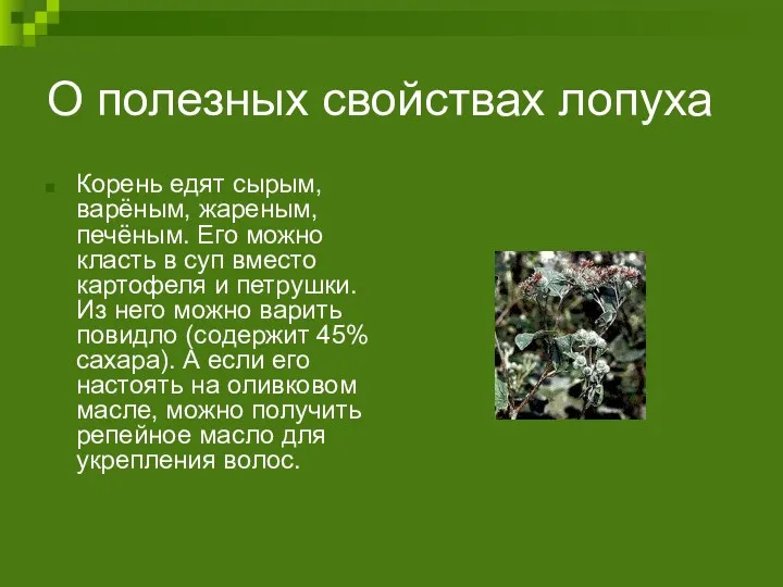 О полезных свойствах лопуха Корень едят сырым, варёным, жареным, печёным.