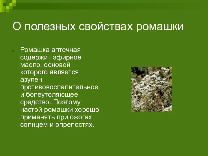 О полезных свойствах ромашки Ромашка аптечная содержит эфирное масло, основой