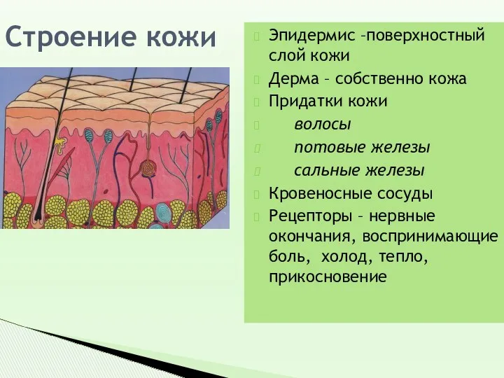 Строение кожи Эпидермис –поверхностный слой кожи Дерма – собственно кожа