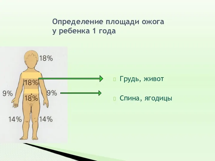 Определение площади ожога у ребенка 1 года Грудь, живот Спина, ягодицы