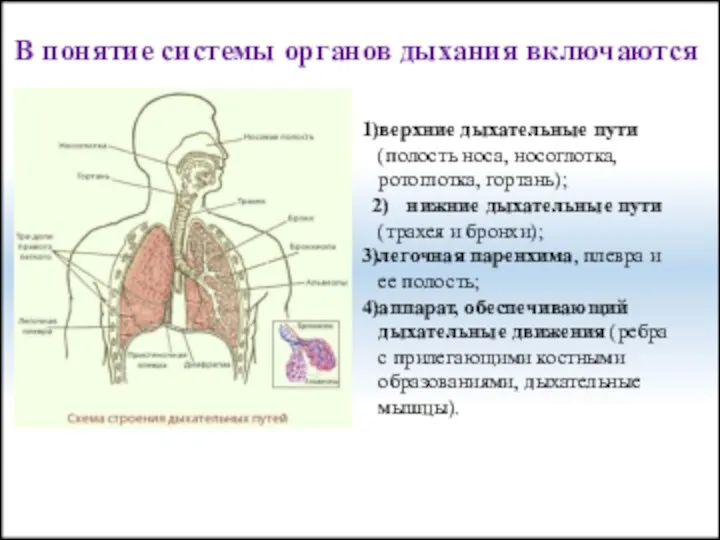 В понятие системы органов дыхания включаются верхние дыхательные пути (полость