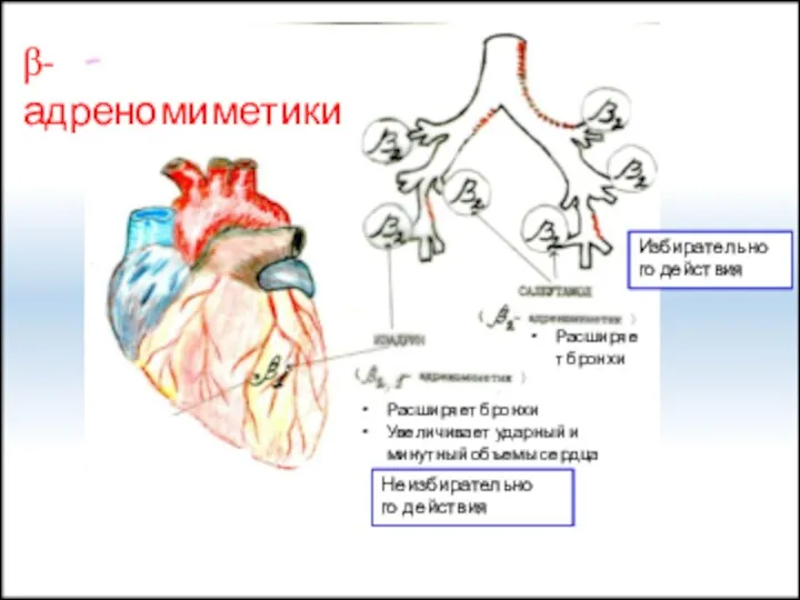 Расширяет бронхи Расширяет бронхи Увеличивает ударный и минутный объемы сердца β-адреномиметики Избирательного действия Неизбирательного действия