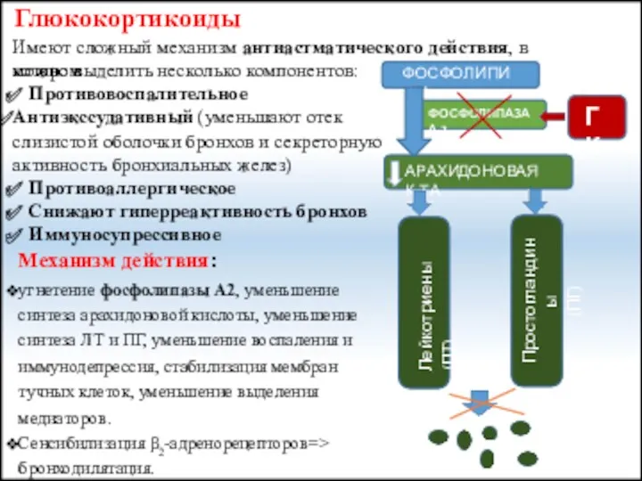 Глюкокортикоиды Имеют сложный механизм антиастматического действия, в котором можно выделить