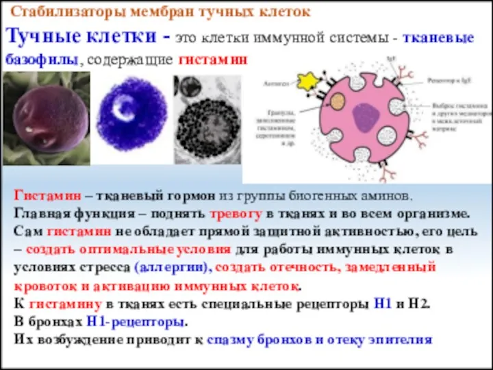 Стабилизаторы мембран тучных клеток Тучные клетки - это клетки иммунной