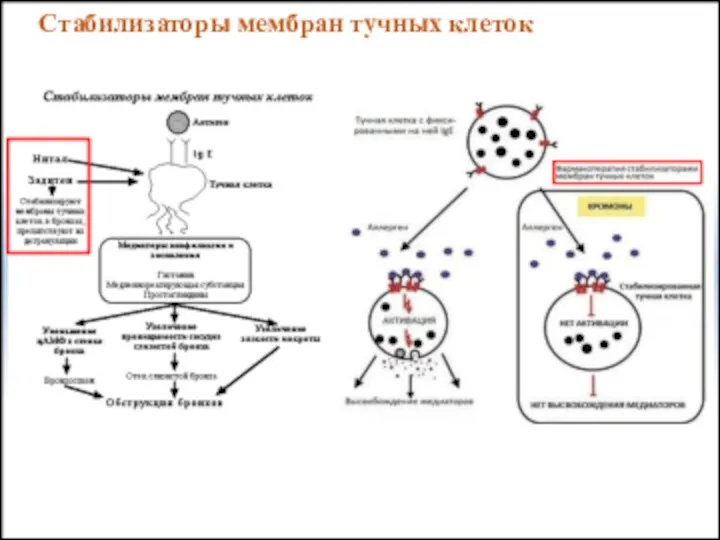 Стабилизаторы мембран тучных клеток