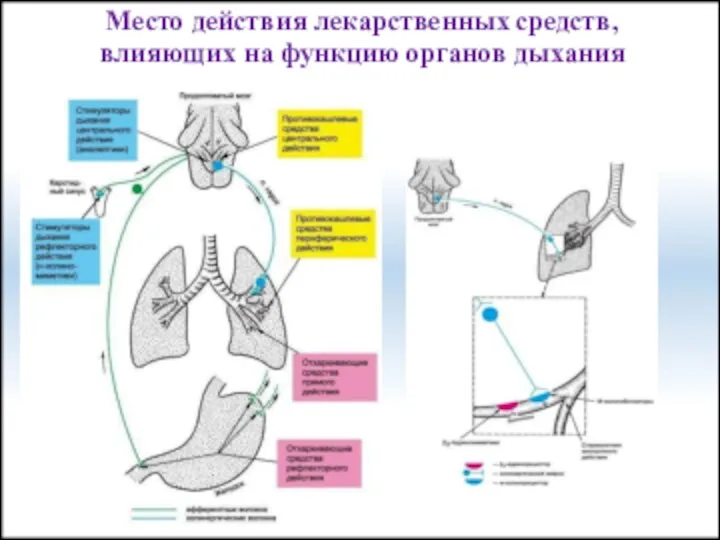 Место действия лекарственных средств, влияющих на функцию органов дыхания