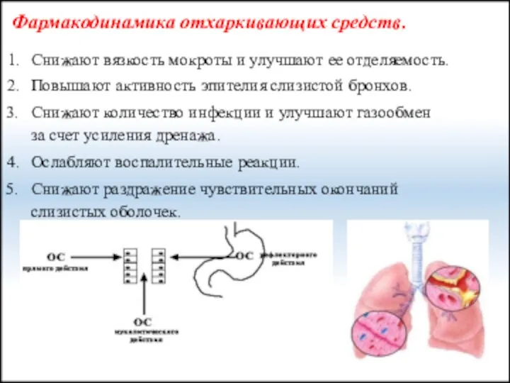 Фармакодинамика отхаркивающих средств. Снижают вязкость мокроты и улучшают ее отделяемость.