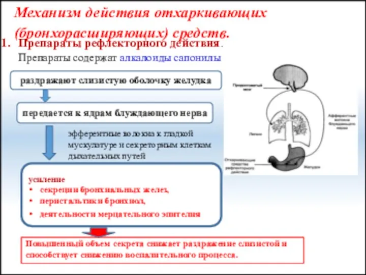 Механизм действия отхаркивающих (бронхорасширяющих) средств. Повышенный объем секрета снижает раздражение