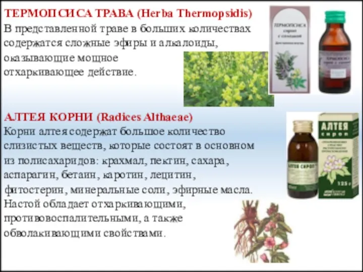 ТЕРМОПСИСА ТРАВА (Herba Thermopsidis) В представленной траве в больших количествах