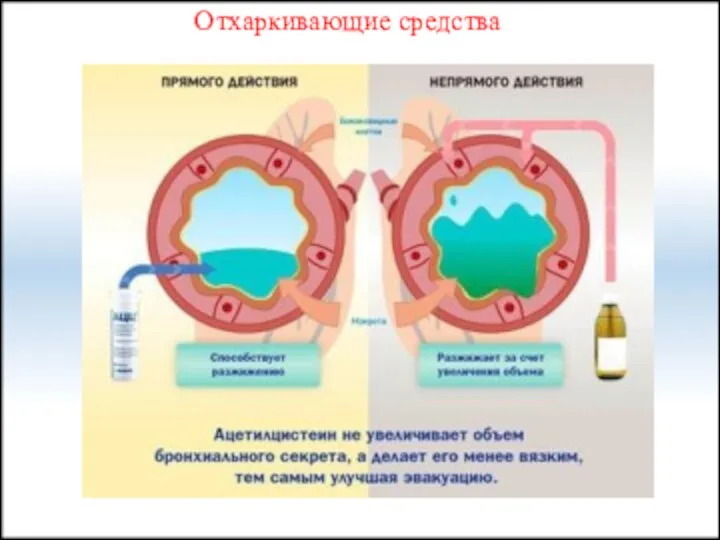 Отхаркивающие средства