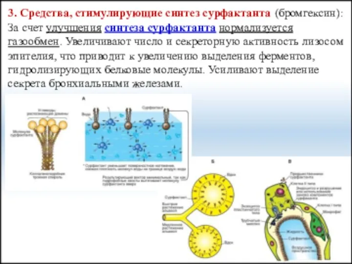 3. Средства, стимулирующие синтез сурфактанта (бромгексин): За счет улучшения синтеза