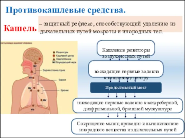 Противокашлевые средства. Кашель – защитный рефлекс, способствующий удалению из дыхательных