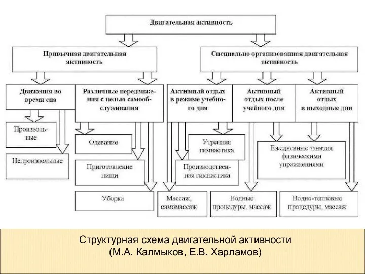 Структурная схема двигательной активности (М.А. Калмыков, Е.В. Харламов)