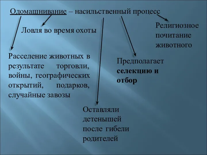 Одомашнивание – насильственный процесс Ловля во время охоты Религиозное почитание