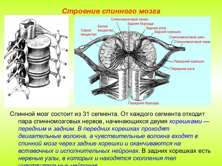 Строение спинного мозга Спинной мозг состоит из 31 сегмента. От