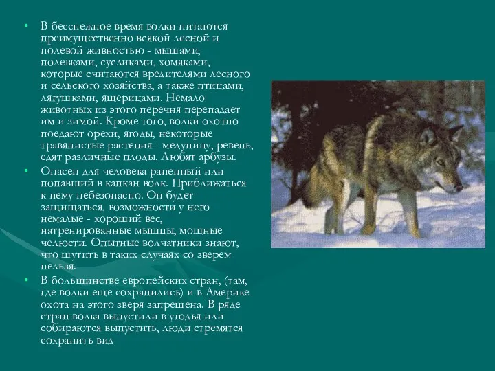 В бесснежное время волки питаются преимущественно всякой лесной и полевой