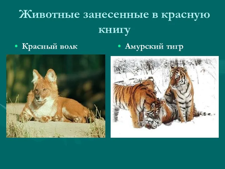 Животные занесенные в красную книгу Красный волк Амурский тигр