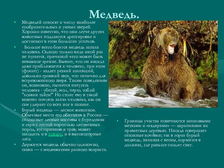 Медведь. Медведей относят к числу наиболее сообразительных и умных зверей.