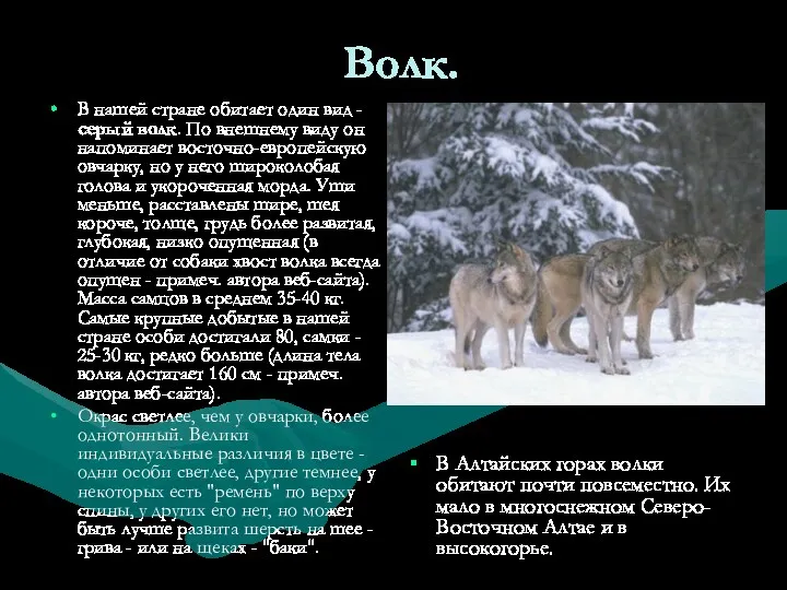 Волк. В нашей стране обитает один вид - серый волк.