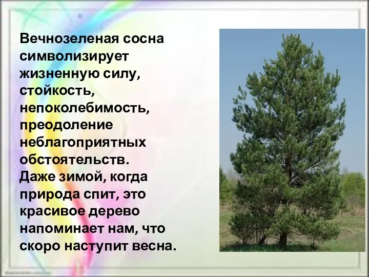 Вечнозеленая сосна символизирует жизненную силу, стойкость, непоколебимость, преодоление неблагоприятных обстоятельств.