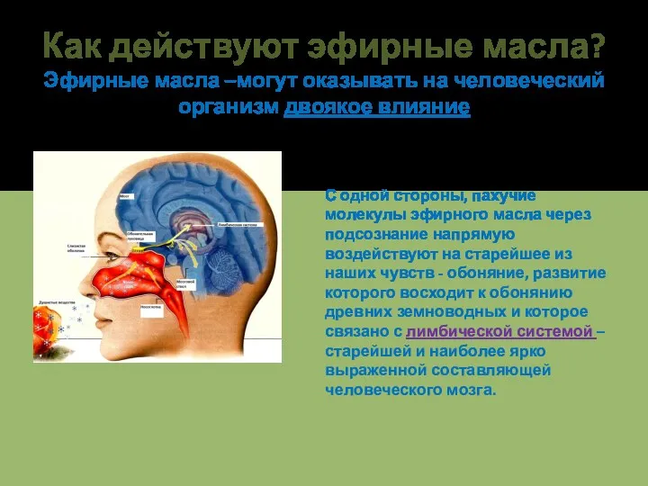 Как действуют эфирные масла? Эфирные масла –могут оказывать на человеческий