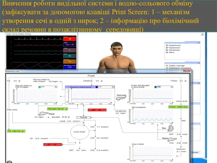 Вивчення роботи видільної системи і водно-сольового обміну (зафіксувати за допомогою