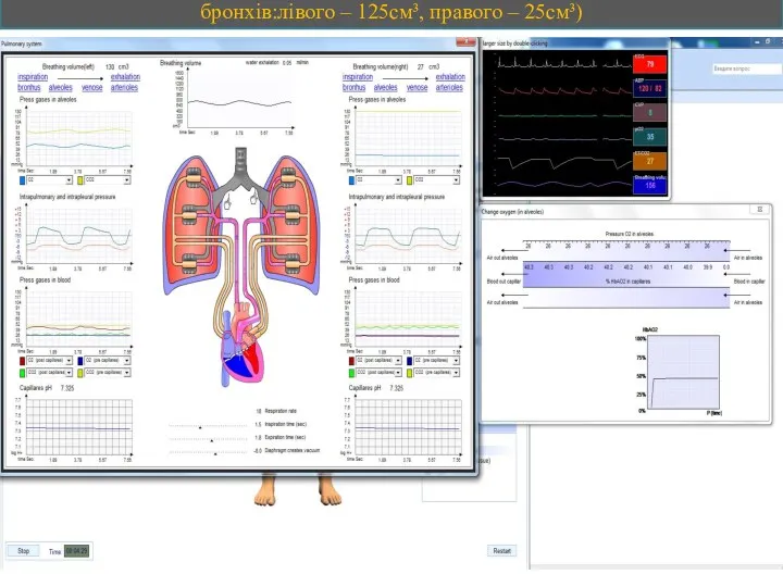 Вивчення дихальної системи симулятора СКІФ(встановити величину прохідності бронхів:лівого – 125см³, правого – 25см³)