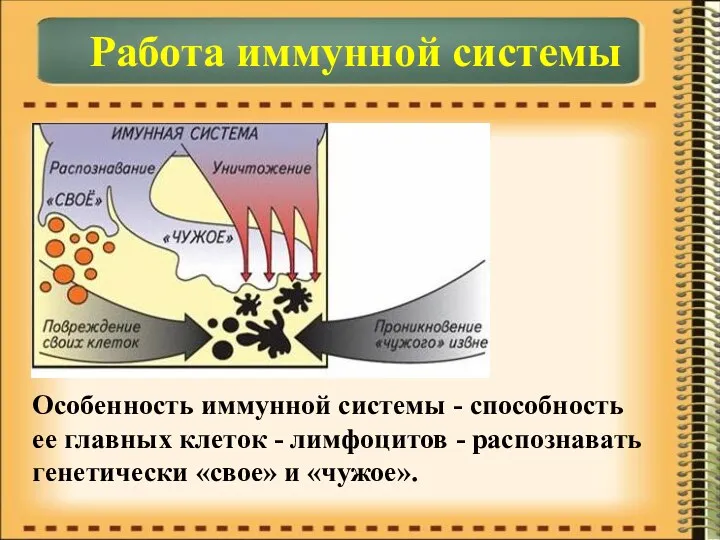 Работа иммунной системы Особенность иммунной системы - способность ее главных