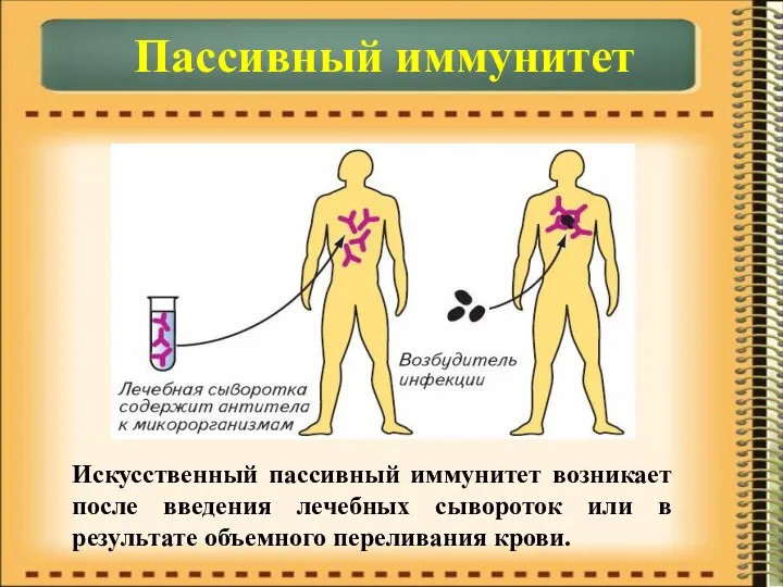 Пассивный иммунитет Искусственный пассивный иммунитет возникает после введения лечебных сывороток или в результате объемного переливания крови.