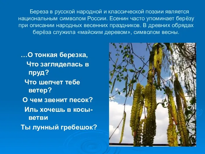 Береза в русской народной и классической поэзии является национальным символом