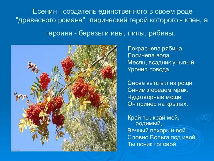 Есенин - создатель единственного в своем роде "древесного романа", лирический