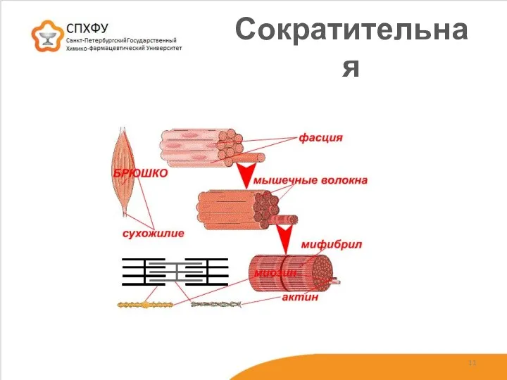 Сократительная