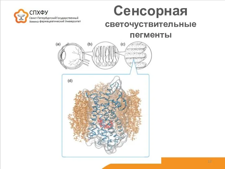 Сенсорная светочуствительные пегменты