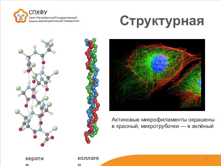 Структурная кератин коллаген Актиновые микрофиламенты окрашены в красный, микротрубочки — в зелёный