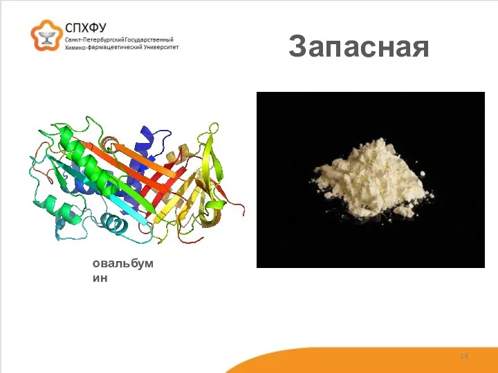 Запасная овальбумин