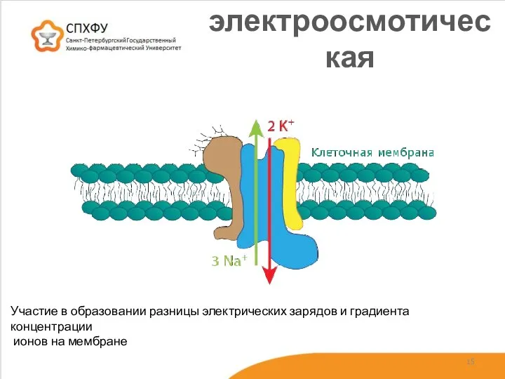 электроосмотическая Участие в образовании разницы электрических зарядов и градиента концентрации ионов на мембране