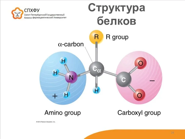 Структура белков