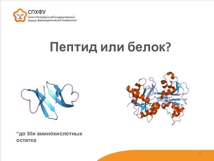 Пептид или белок? ~до 30и аминокислотных остатка