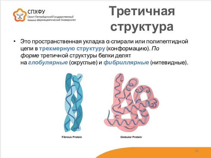 Третичная структура Это пространственная укладка α-спирали или полипептидной цепи в