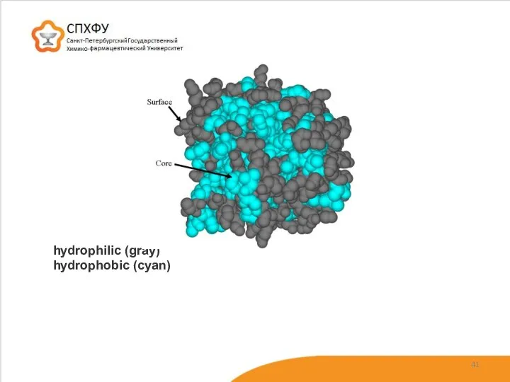 hydrophilic (gray) hydrophobic (cyan)